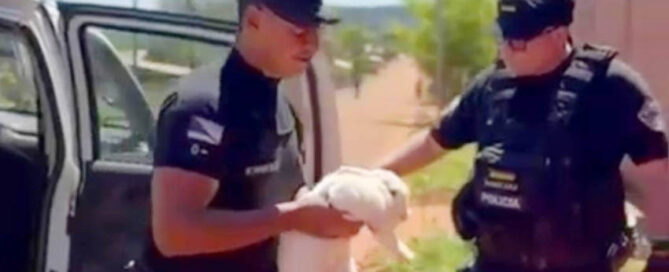 ESPERANZA: Recuperaron un conejo robado y lo devolvieron a su dueña; hay un detenido