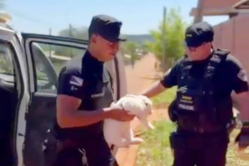 ESPERANZA: Recuperaron un conejo robado y lo devolvieron a su dueña; hay un detenido