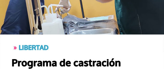 Programa de castración gratuita refuerza la salud pública y el bienestar comunitario