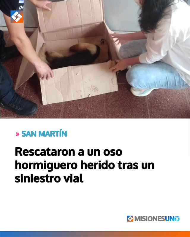 Rescataron a un oso hormiguero herido tras un siniestro vial