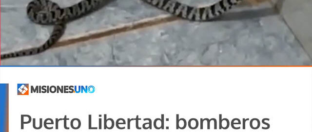 Puerto Libertad: bomberos voluntarios rescataron una víbora hallada en el baño de una vivienda