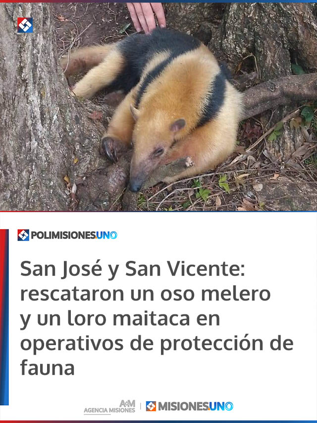 San José y San Vicente: rescataron un oso melero y un loro maitaca en operativos de protección de fauna